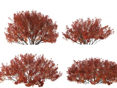 3d现代红天竹灌木模型