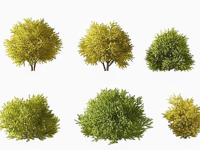 3d现代刺柏灌木模型