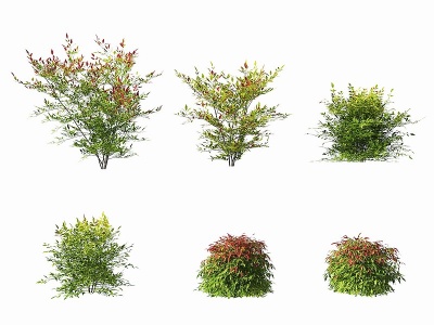 3d现代南天竺灌木植物模型