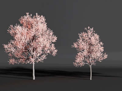 现代樱花树，3d模型