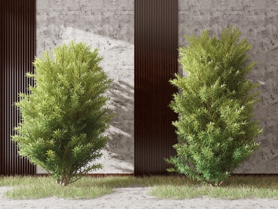 现代红豆杉景观树3d模型