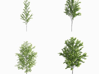 现代白桦树景观树3d模型