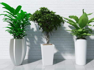 现代盆栽装饰盆栽植物盆栽模型3d模型