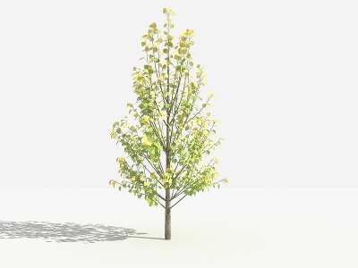 3d滇杨灌木树植物模型