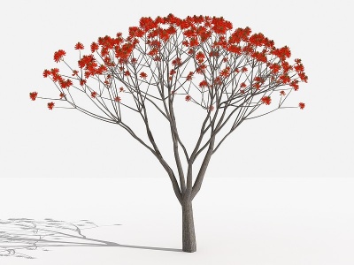3d刺桐灌木树植物模型