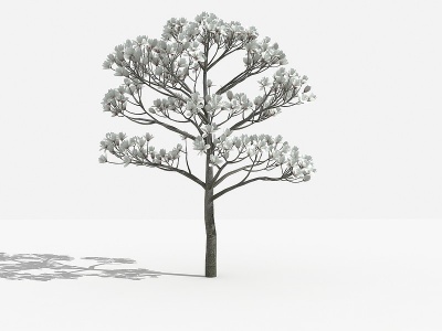 白玉兰灌木树植物模型3d模型