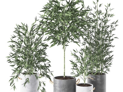 3d现代翠竹盆栽模型