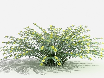 3d中式迎春柳灌木树植物模型