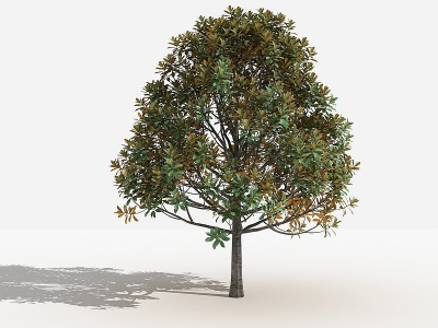 中式广玉兰灌木树植物模型