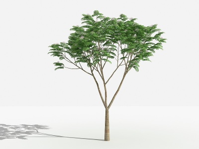 3d中式合欢灌木树模型