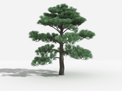 中式黑松灌木树植物模型