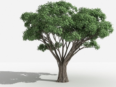 虎克榕灌木树植物模型