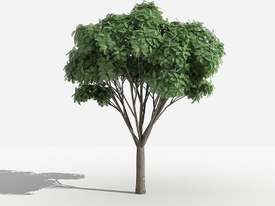 虎克榕灌木树植物模型