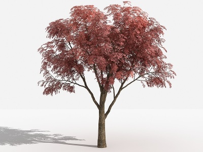 3d中式黄连木灌木树植物模型