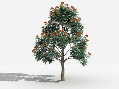 中式火焰树灌木树植物模型