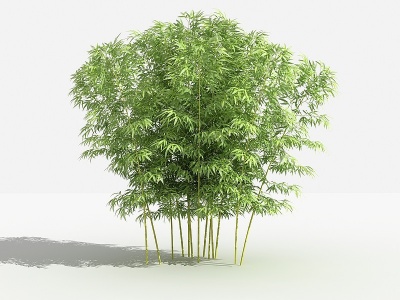 中式金竹灌木树植物模型3d模型