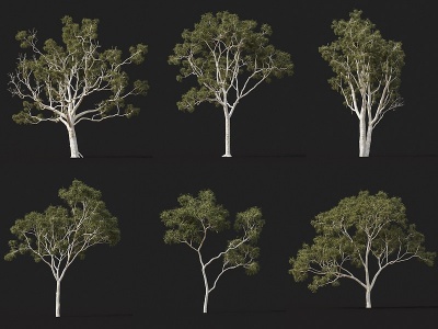 3d现代景观树橡胶树模型