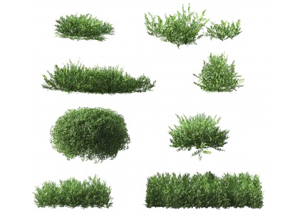 3d现代灌木植物模型