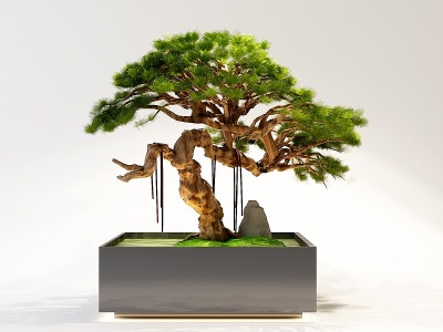 3d中式盆栽植物景观树模型