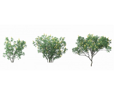 现代植物灌木模型