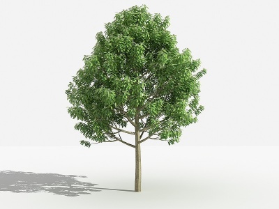 新中式乐昌含笑灌木树模型
