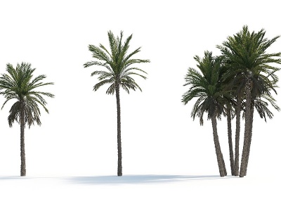 3d现代<font class='myIsRed'>热带植物</font>椰枣树模型