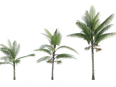 3d现代<font class='myIsRed'>热带</font>树木棕榈树模型