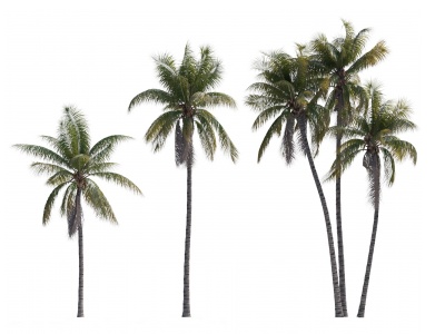现代椰子树植物模型3d模型