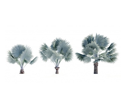 现代热带树木棕榈树模型