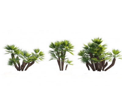 3d现代热带树木棕榈树模型