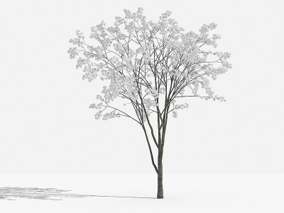 3d中式山樱花灌木树模型