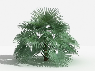 3d中式琼棕灌木树植物模型