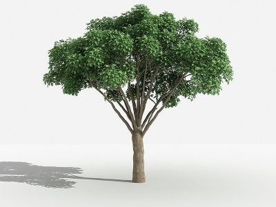 中式重阳木灌木树植物模型