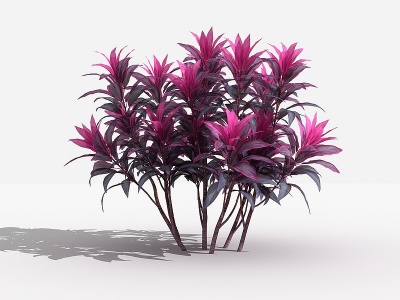 3d中式茱蕉树灌木树植物模型