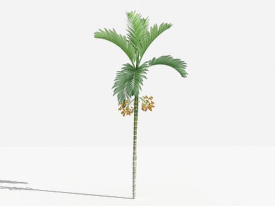 3d中式槟榔灌木树植物模型