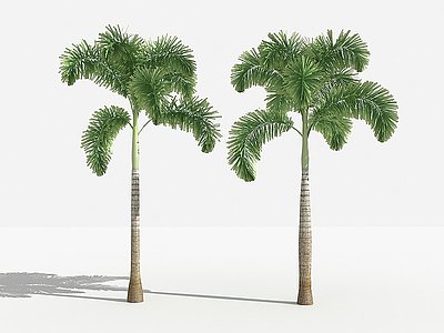 3d中式狐尾椰灌木树植物模型
