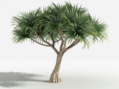 3d中式露兜灌木树植物模型