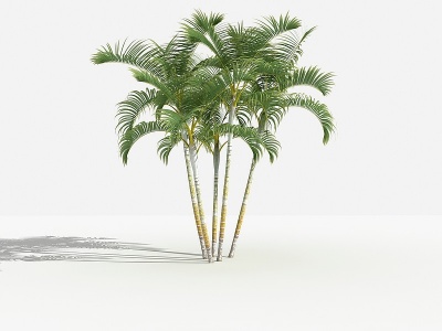 3d中式散尾葵灌木树植物模型