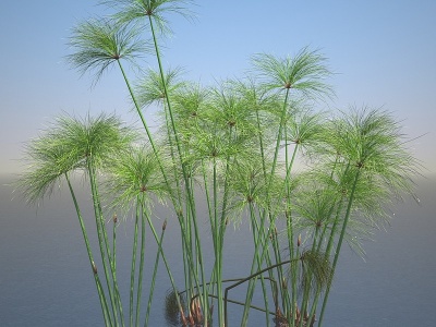3d现代纸莎草水生植物模型