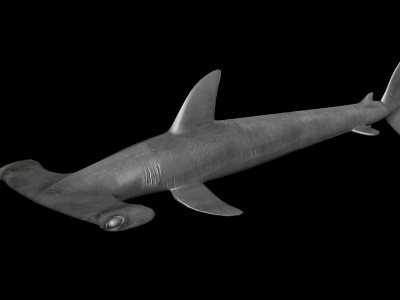 3d锤头鲨模型