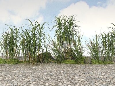 精品景观开花植物3d模型