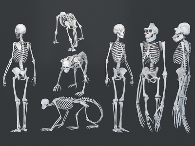 3d人类猩猩猿猴骨架模型
