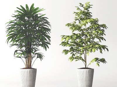 3d植物盆栽盆景模型