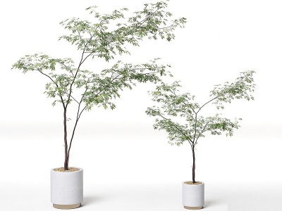 五角枫盆栽模型3d模型