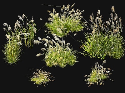 现代芦苇芦叶水草模型