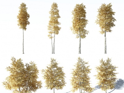现代树模型