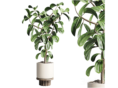 3d现代盆栽植物模型