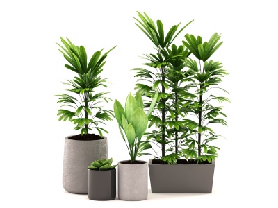现代室内植物盆景模型