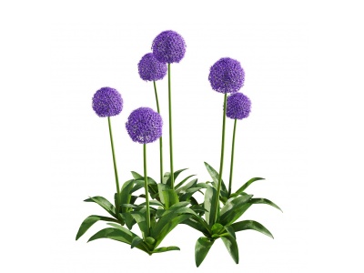 植物紫色大葱花3d模型