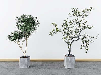 现代绿植盆栽绿植模型3d模型